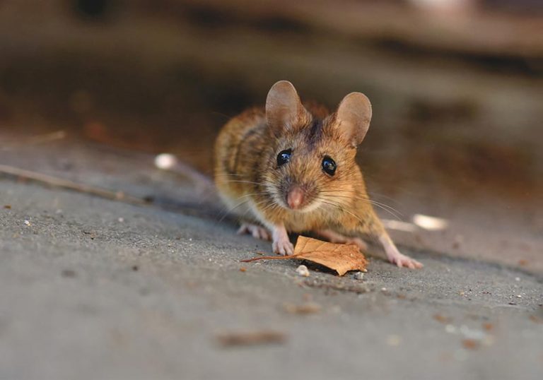 Why Do Houses Creak? 8 Common Reasons Explained (2023) Better Home Guides